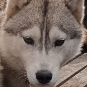 Willow headshot